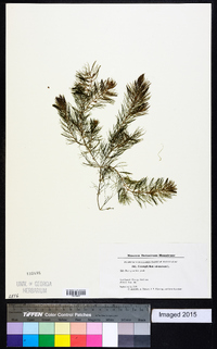 Ceratophyllum submersum image