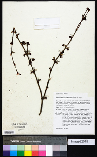 Cercidiphyllum japonicum image