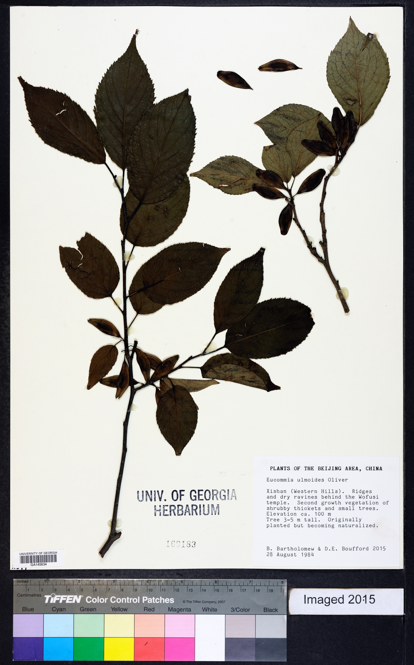 Eucommiaceae image