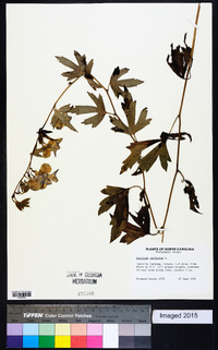 Aconitum uncinatum image