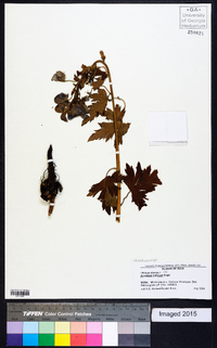 Image of Aconitum balfourii