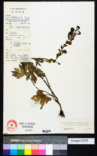 Aconitum nagarum image