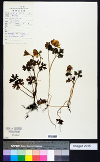 Image of Aconitum iochanicum