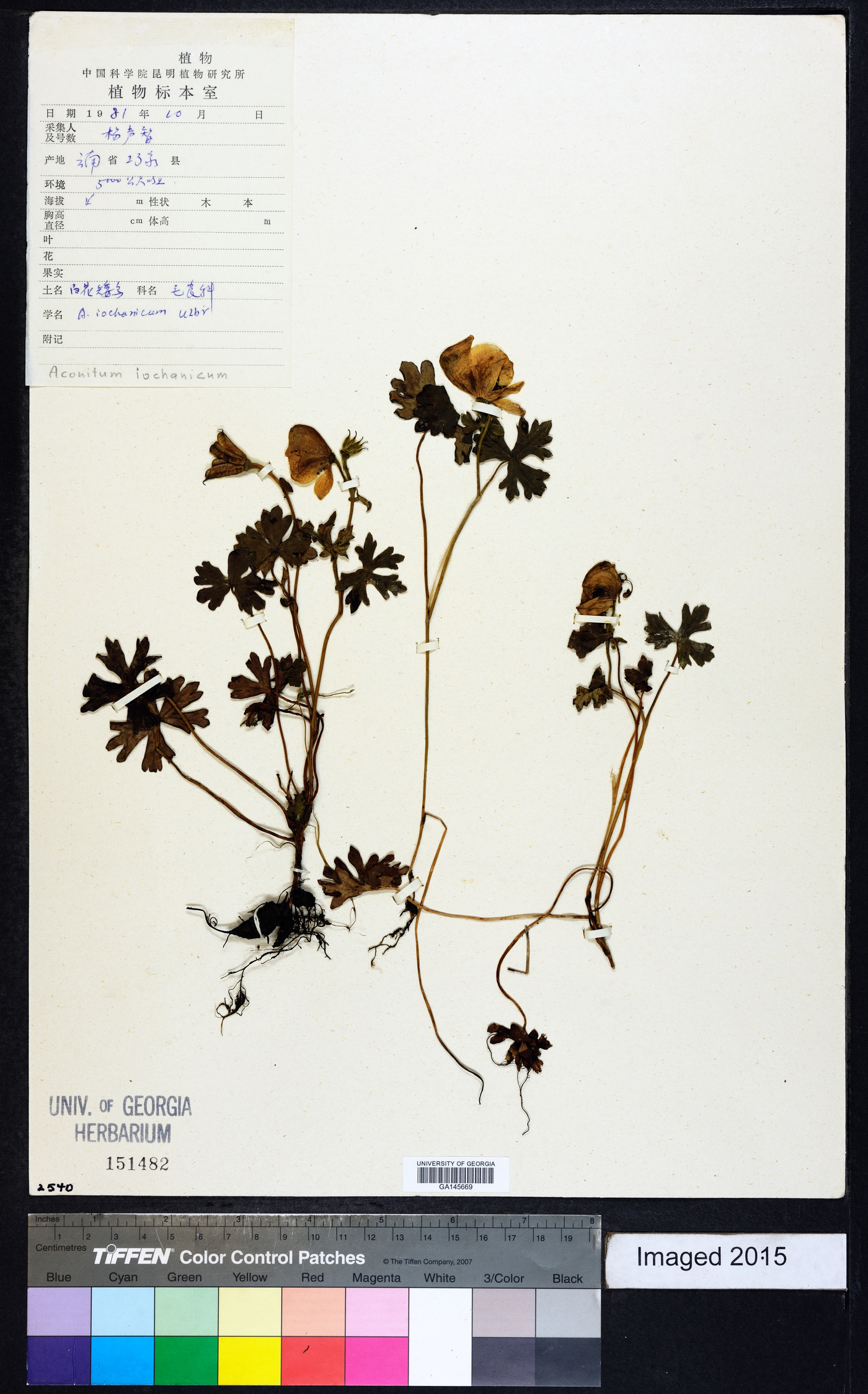 Aconitum iochanicum image