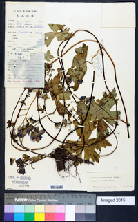 Aconitum hemsleyanum image