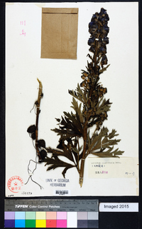 Aconitum carmichaelii image