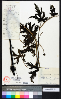 Image of Aconitum spathulatum