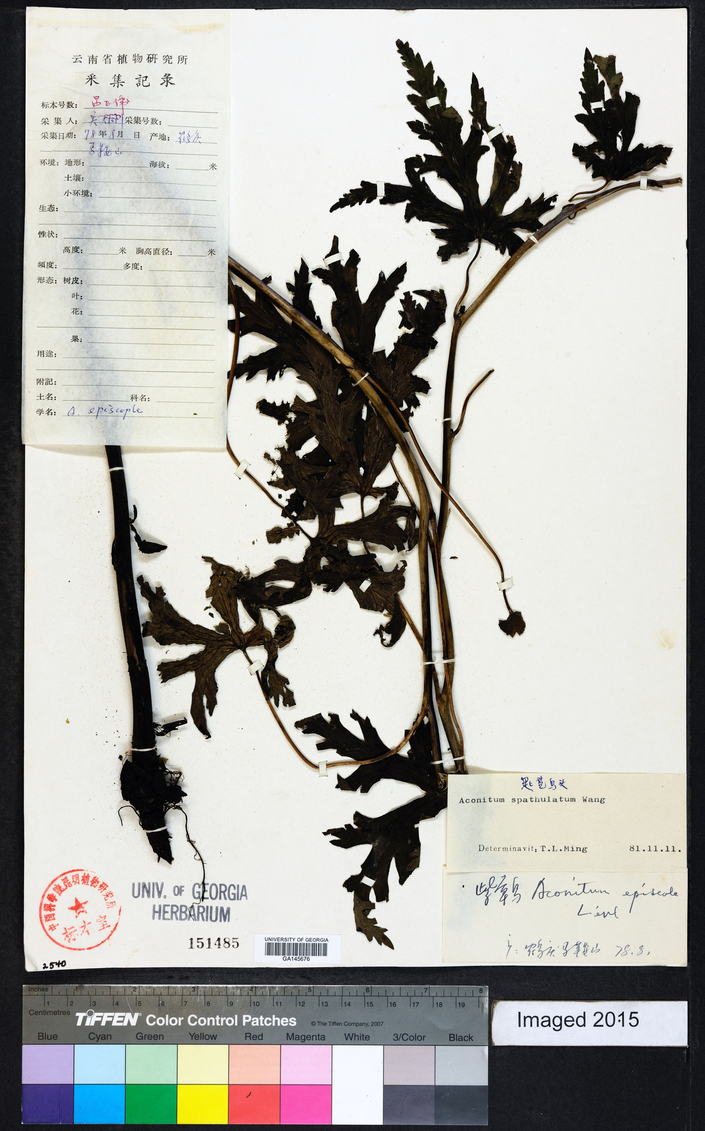 Aconitum spathulatum image