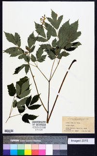 Actaea alba image