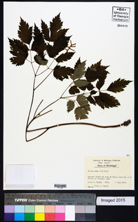 Actaea alba image