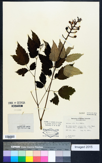 Actaea alba image