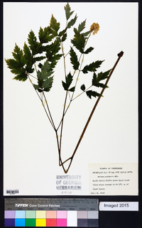 Actaea pachypoda image