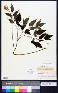 Actaea pachypoda image