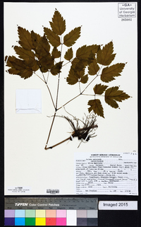 Actaea pachypoda image