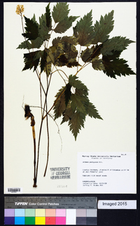 Actaea pachypoda image