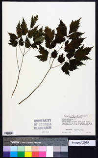 Actaea pachypoda image