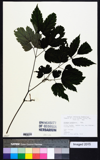 Actaea pachypoda image