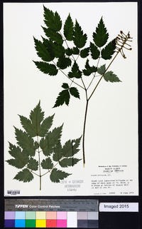 Actaea pachypoda image