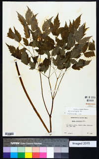 Actaea pachypoda image