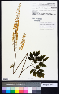 Actaea racemosa image