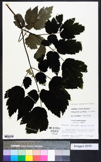 Actaea racemosa image