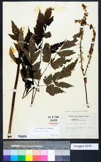 Actaea racemosa image