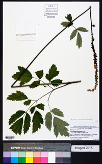 Actaea racemosa image