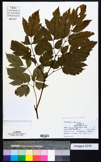 Actaea racemosa image