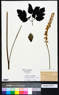 Actaea racemosa image