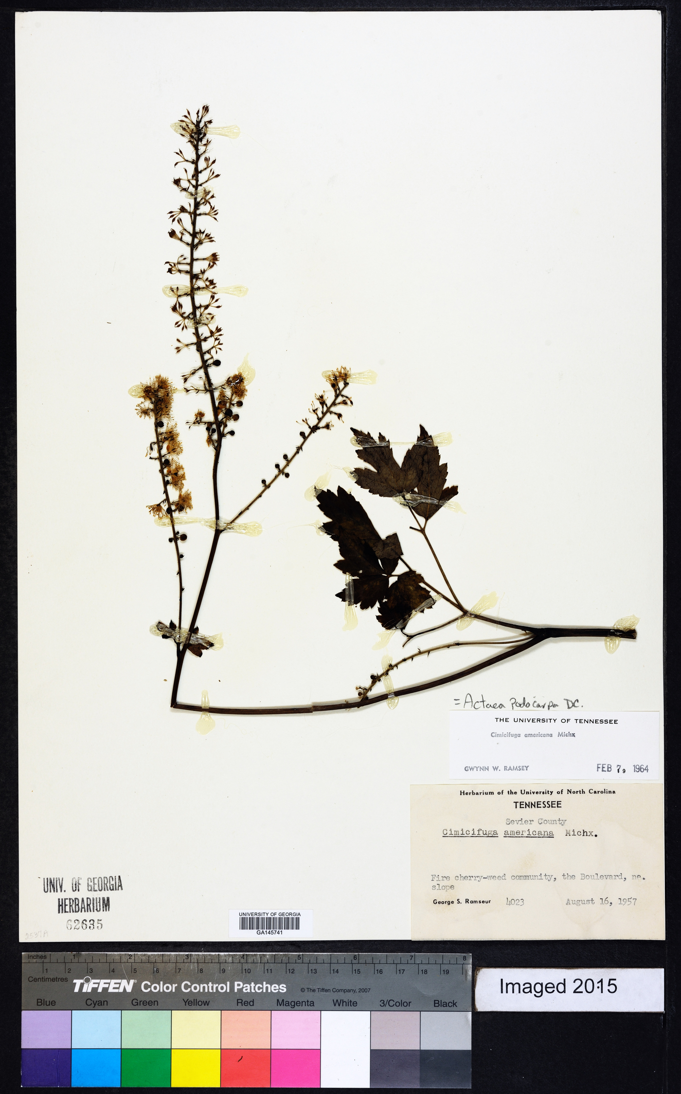 Actaea podocarpa image