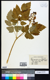 Actaea rubra image