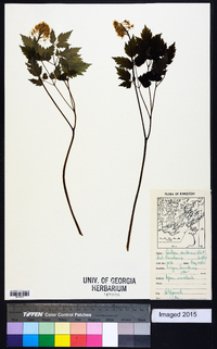 Actaea rubra image