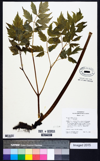 Actaea rubra image