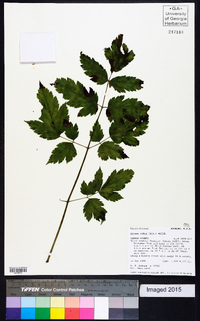 Actaea rubra image