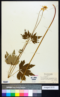 Anemone canadensis image