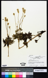 Anemone cylindrica image