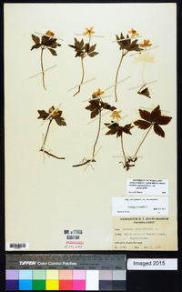 Anemone quinquefolia image