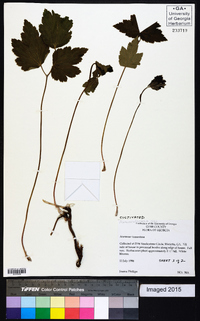Anemone tomentosa image