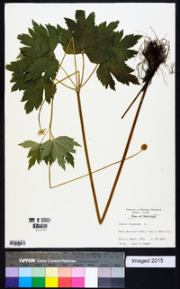 Anemone quinquefolia image