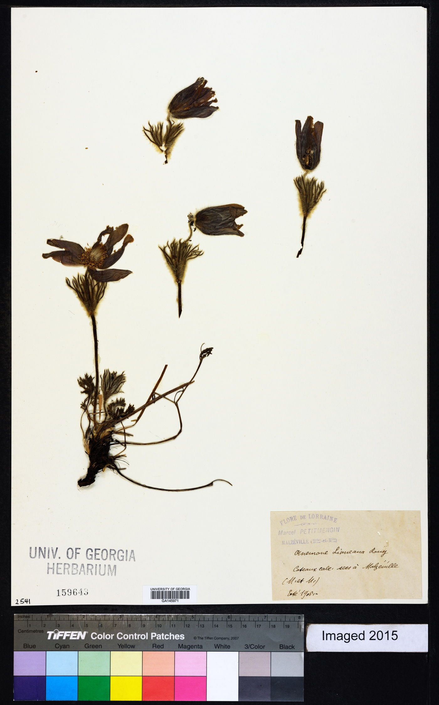 Pulsatilla vulgaris image