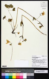 Aquilegia flavescens image