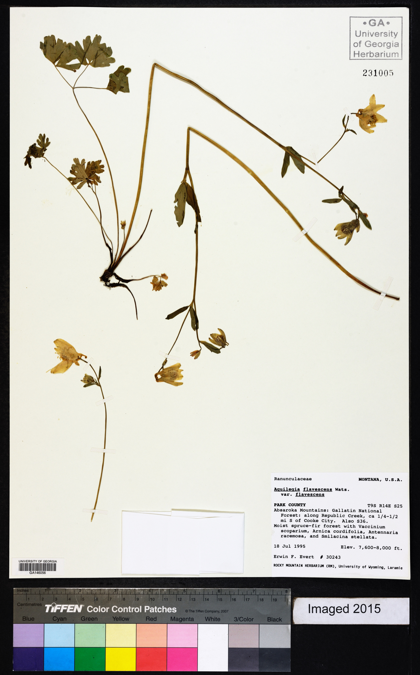 Aquilegia flavescens var. flavescens image