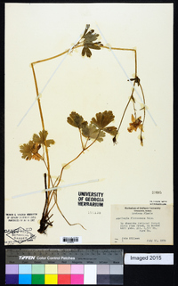 Aquilegia flavescens image