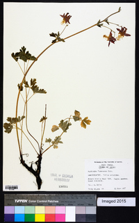 Aquilegia flavescens image