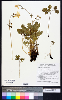 Aquilegia flavescens image