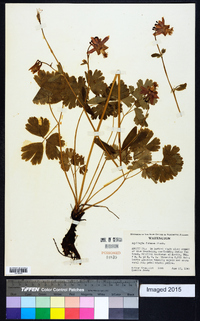 Aquilegia formosa image