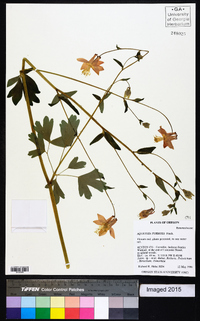 Aquilegia formosa image