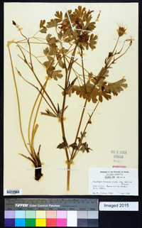 Aquilegia formosa image