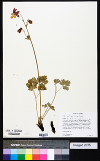 Aquilegia formosa image