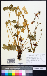 Aquilegia formosa image